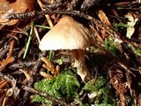 Inocybe flocculosa image