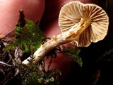 Inocybe flocculosa image