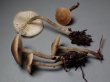 Tephrocybe boudieri image