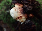 Postia fragilis image