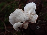 Postia fragilis image