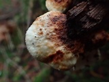 Postia fragilis image