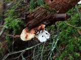 Postia fragilis image