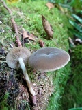 Simocybe centunculus var. centunculus image