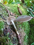 Simocybe centunculus var. centunculus image