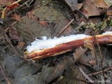 Exidiopsis effusa image