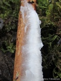 Exidiopsis effusa image