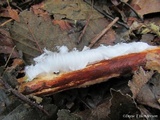 Exidiopsis effusa image