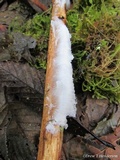 Exidiopsis effusa image