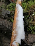Exidiopsis effusa image