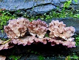 Trichaptum abietinum image