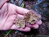 Trichaptum abietinum image