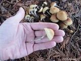 Hypholoma dispersum image