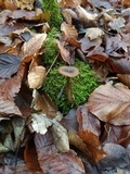 Pseudoclitocybe cyathiformis image