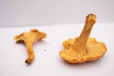 Cantharellus formosus image