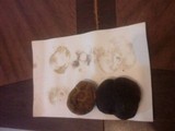 Boletus zelleri image