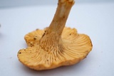 Cantharellus formosus image