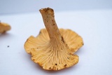 Cantharellus formosus image