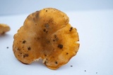 Cantharellus formosus image