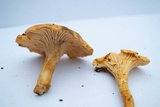 Cantharellus formosus image