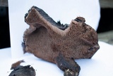 Sarcodon fuscoindicus image