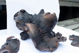 Sarcodon fuscoindicus image