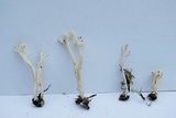 Clavulina rugosa image