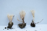 Aphelaria tuberosa image
