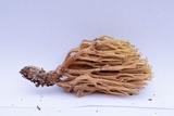 Phaeoclavulina myceliosa image