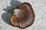 Hohenbuehelia petaloides image