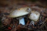 Stropharia hornemannii image