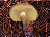 Boletus chrysenteron image
