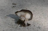 Hohenbuehelia petaloides image
