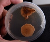 Entoloma abortivum image