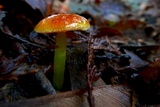 Hygrocybe glutinipes image