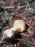 Amanita augusta image