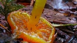Hygrocybe glutinipes image