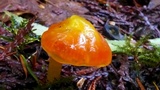 Hygrocybe glutinipes image
