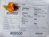 Hygrocybe glutinipes image