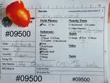 Hygrocybe glutinipes image