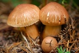 Tricholoma vaccinum image