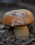 Leccinum ponderosum image