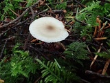 Clitocybe elegantula image