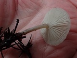 Clitocybe elegantula image