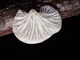 Pleurotopsis longinqua image