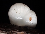 Pleurotopsis longinqua image