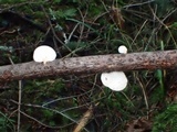 Pleurotopsis longinqua image