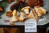 Cantharellus subalbidus image