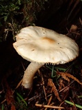 Inocybe whitei image