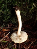 Inocybe whitei image